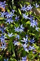 Scilla   025